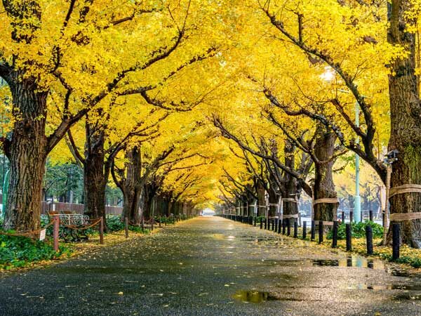 Menjelajah Romantisme Pulau Nami Di Korea